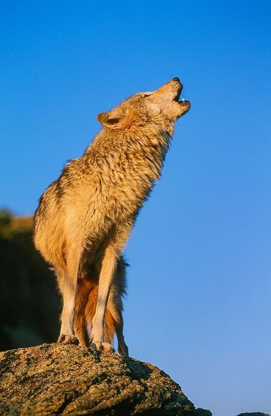 Howling Gray Wolf-Montana